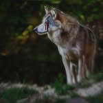 𝙒𝙧𝙚𝙣 𝙊𝙥𝙝𝙚𝙡𝙞𝙖 𝘾𝙖𝙩𝙚𝙨 - @invictus_claws - Instagram
