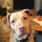 Opie Combs - @opiesauce - Instagram