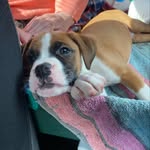 Nora&Bruce - @theallisspack - Instagram