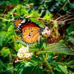 Wyatt - @oramasonizy788659 - Instagram