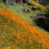 🧡 - @orangemeadows - TikTok