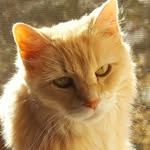 Ora Miller - @princess_ora_cat - Instagram