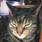 Ora The Moody Cat - @orathemoodycat - Instagram