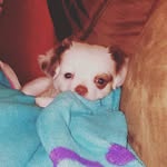 Bubbles Ora Morgan - @bubbles_thechi - Instagram