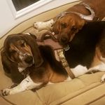 Noble & Nora the Basset Hounds - @noble_and_nora_thebassethounds - Instagram