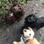 Ned, Nora and Norman, dogs - @ned_nora_norman - Instagram