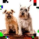 Connor & Angus - @oraparksdulkud - Instagram