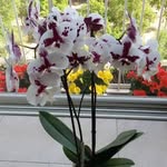 Ora Rosen - @orarosen_3 - Instagram