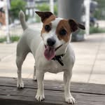 Kora 🐶 - @kora.jack.russellterrier - Instagram