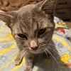 santos. - @oraasantos - TikTok
