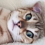🐾 ℕ𝕆ℝ𝔸 🐾 - @nora_snow_bengal - Instagram