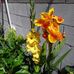 Oraphin Summers - Facebook
