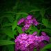 Orasa Swanson - Facebook