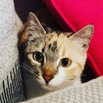 Ora 🐱🐈 - @ora_sweetcat - Instagram