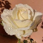 Nora Tate - @nora.tate.61 - Instagram