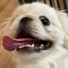 saaaaaa955 - @ora.hotate - TikTok