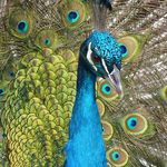 Ora Wade - @9gcgcwm1kpm49ycfsw0f - Instagram