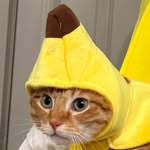 winnie - @winston.the.orange.cat - Instagram