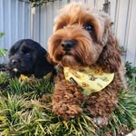 Winston and Aurora - @winston.s.aurora.oodle - Instagram