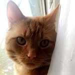 Winston Diesel - @winston_theorangecat - Instagram