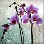 Orchid Hill - Facebook