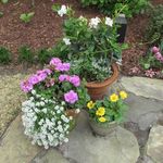 Orchid Hill Gifts Raleigh, NC - @orchidhillgifts - Instagram