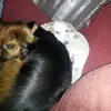 Orestes Dominguez - @orestes.dominguez5 - TikTok