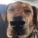 Orion Jones - @orion_the_doge - Instagram