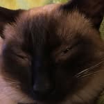 Orion Jones - @orionjonesthecat - Instagram