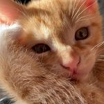 Jupiter Orion Rodriguez 😸 - @jupiterorionrodriguez - Instagram
