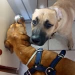 Orión & Rogers - @carecalcetines - Instagram
