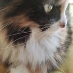 orla collins - @cork_cats - Instagram