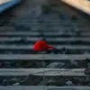 Someone - @ali_orlando_love_that - TikTok
