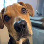 Buck 🐾 - @buck.orlando.olivieri - Instagram