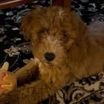 Bucky Lou Orlando - @bucky_orlando - Instagram