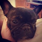 Oscar Abbott - @frenchiemanc - Instagram