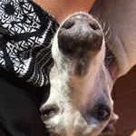 Oscar abbott - @oscar_thewhippet - Instagram