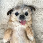 Oscar - @oscar_aliendog - Instagram