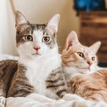 🐈Elmer, Oscar & Archer🐈‍⬛ - @mr.elmiecat.n.co - Instagram