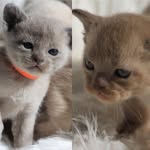 Oscar & Archer - @oscar_archer_burmese - Instagram