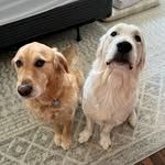 Oscar & Archer - @oscie_and_archie - Instagram