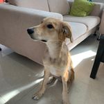 Oscar Bailey - @oskie_the_collie - Instagram