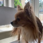 Oscar bailey🐶🐶🐶 - @oscar.bailey11 - Instagram