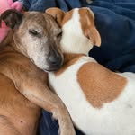 Oscar&Bailey - @oscar_baileyhockham - Instagram