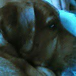 Oscar Ballard - @oscartdog225 - Instagram