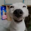 Oscar - @oscarbarnes591 - TikTok