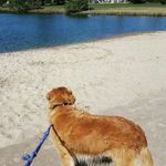 Oscar Barrett - @oscar_the_goldenretriever - Instagram
