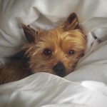Oscar_barrett - @oscar_b_yorkie - Instagram