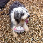 Beardieoscar - @oscarbeardie - Instagram