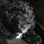 Oscar Beard - @oscar.beard - Instagram